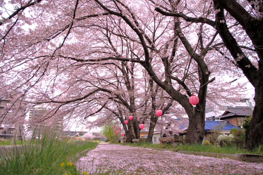 桜並木