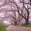 桜並木