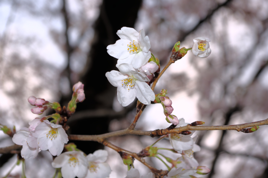 雨上がりの桜の花