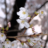 雨上がりの桜の花