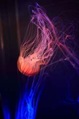 jellyfish
