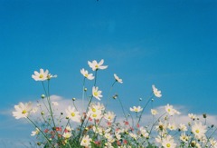 青空と秋桜