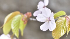 北海道神宮　桜