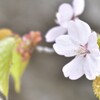 北海道神宮　桜