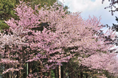 sakura2014_07