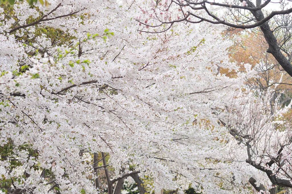 sakura2012_011