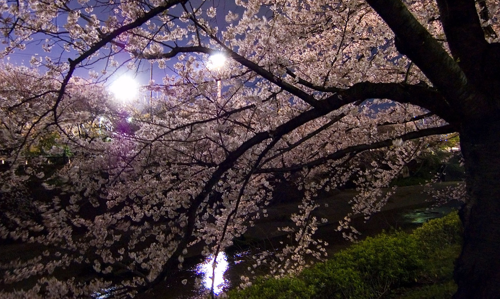 夜桜02