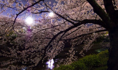 夜桜02
