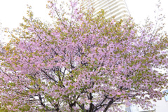札幌市中央区　桜