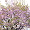 札幌市中央区　桜