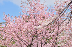 sakura2014_02
