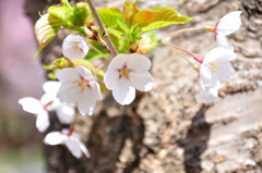 sakura2014_05