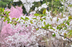 sakura2014_03