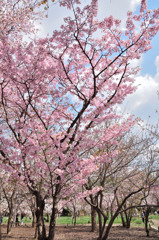 sakura2014_01