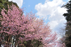 sakura2014_08