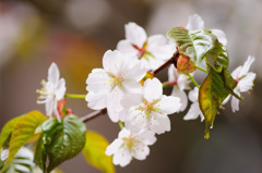 神宮の桜　２０１３　その１