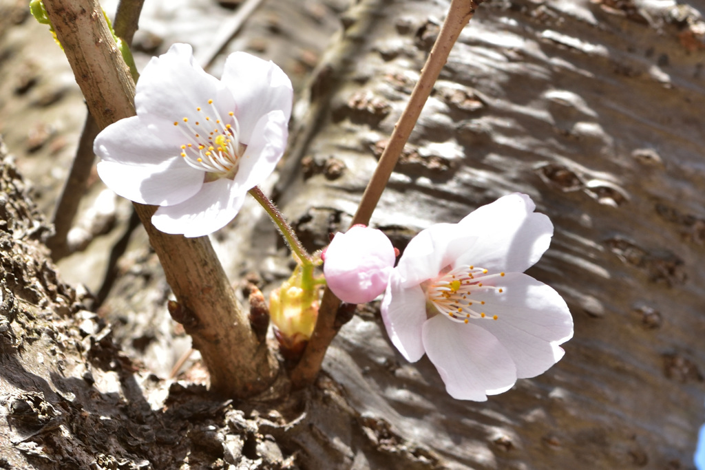 sakura2017_02