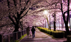 夜桜03