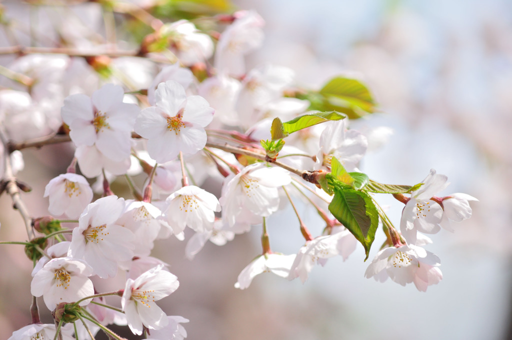 sakura2014_11