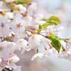 sakura2014_11