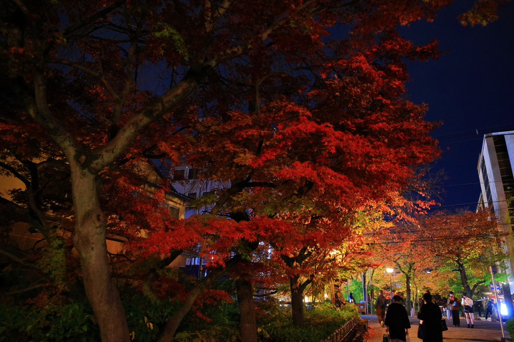 祇園の紅葉