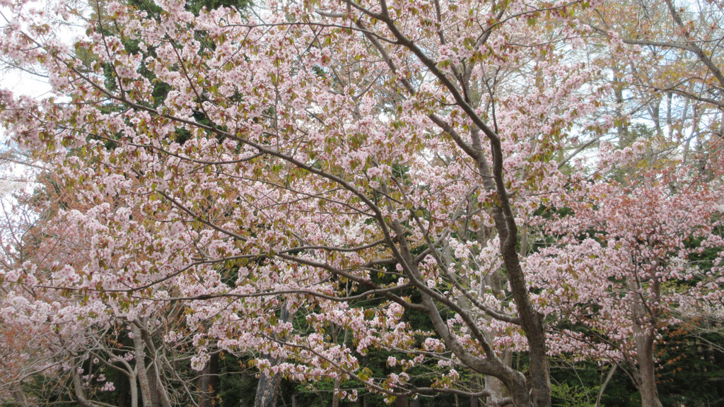 コンデジで桜3