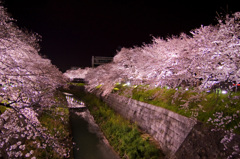 夜桜09