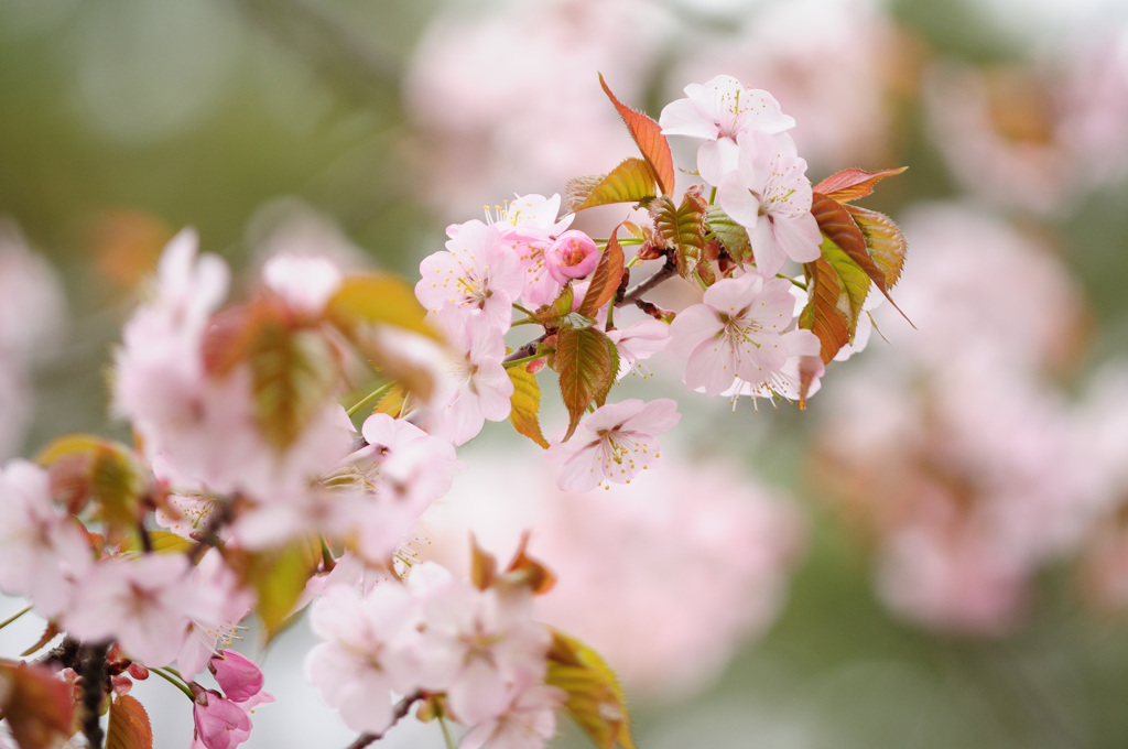 神宮の桜　２０１３　その３