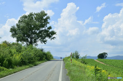 biei031