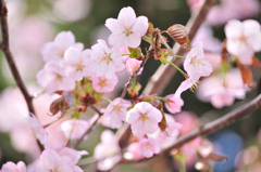 sakura2014_12