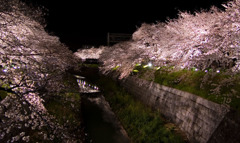 夜桜08