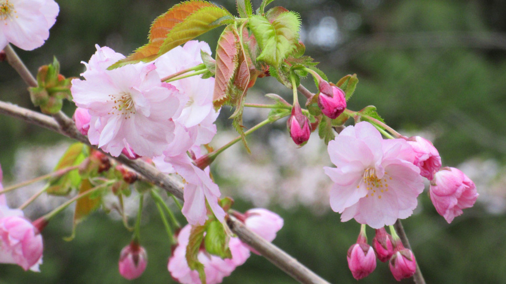 コンデジで桜1