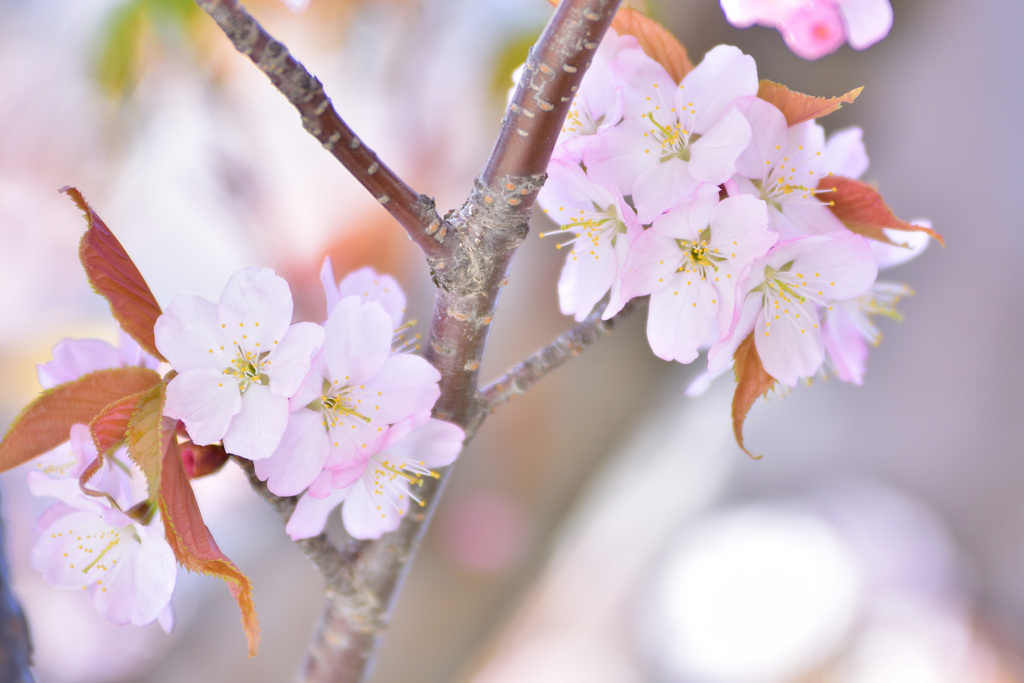 sakura2017_07