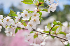 sakura2014_04