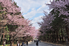 sakura2014_06