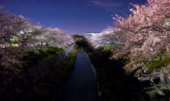夜桜01