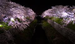 夜桜06