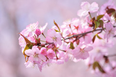 sakura2014_10