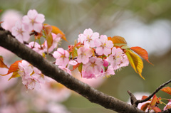 神宮の桜　２０１３　その４
