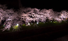 夜桜05