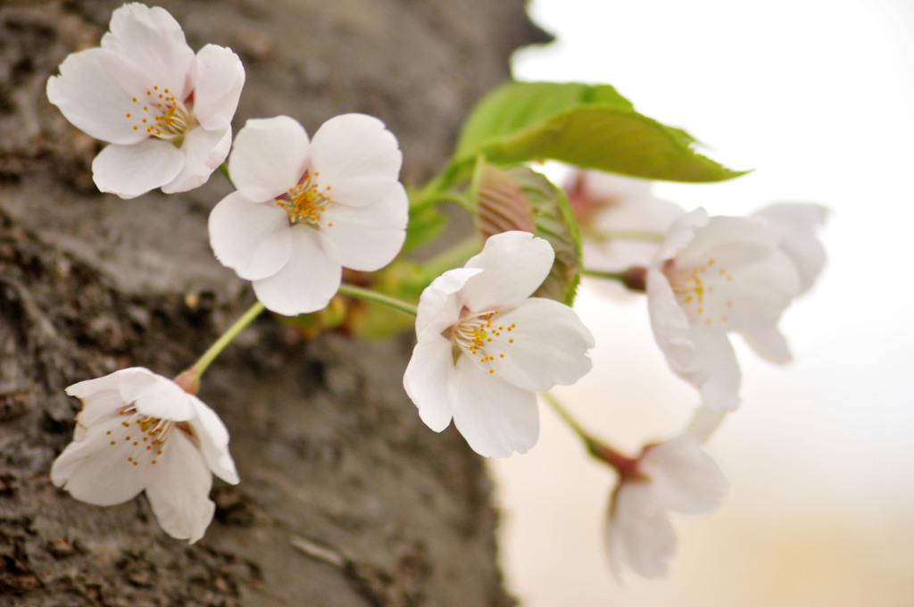 sakura2012_009