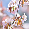 sakura2017_03