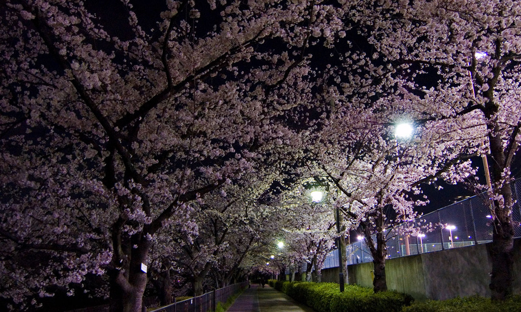 夜桜07