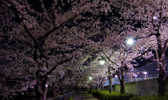 夜桜07