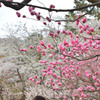 梅と桜　3