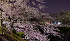 夜桜04