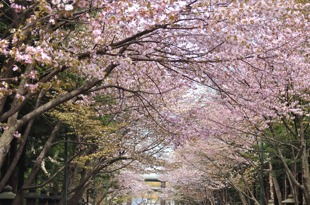 sakura001