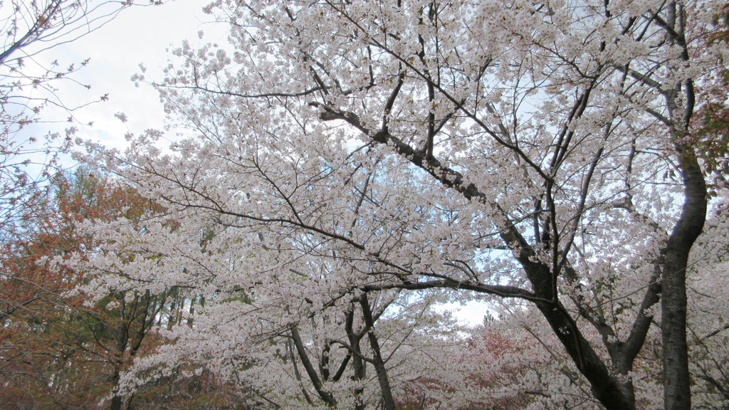 コンデジで桜2