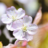sakura2017_01ｂ