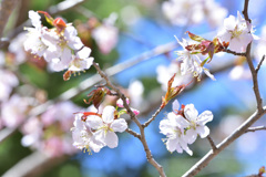 sakura2017_05